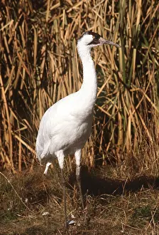 Cranes: WHOOPING CRANE - standing in front of reeds