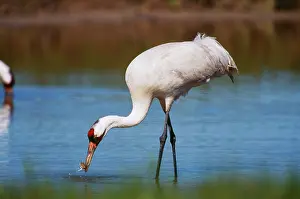 Whooping: Whooping CRANE - standing in water, catching blue crabs