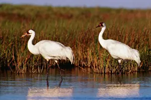 Whooping: Whooping CRANE - two standing in water