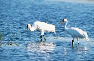 Whooping: Whooping Crane - two in water
