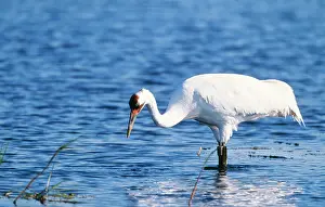Whooping: Whooping Crane - in water