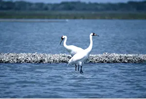 Cranes: WHOOPING CRANE - x two standing in water