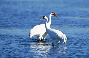 Cranes: WHOOPING CRANE - x two in water