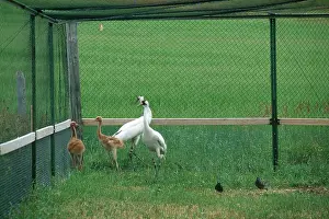Whooping: Whooping Cranes