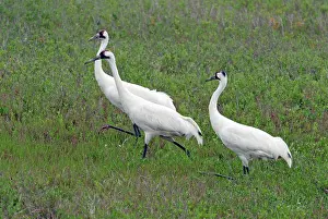Whooping: Whooping Cranes