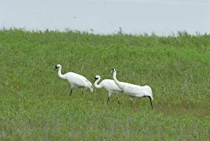Whooping: Whooping Cranes