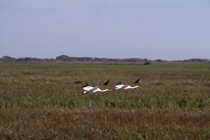 Whooping: Whooping Cranes