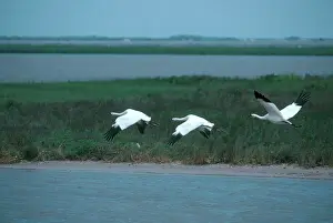 Whooping: Whooping Cranes