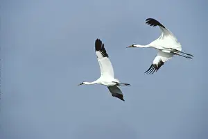 Whooping: Whooping Cranes