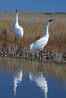 Whooping: Whooping Cranes - Calling to each other reinforcing