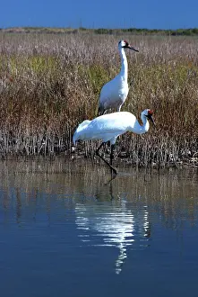 Whooping: Whooping Cranes - On wintering grounds