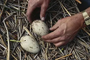 Foster: Whooping / Sandhill Crane Egg Substitution