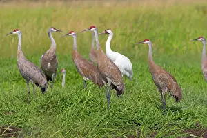 Whooping: Whooping & Sandhill Cranes