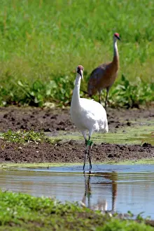 Whooping: Whooping & Sandhill Cranes