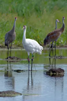 Whooping: Whooping & Sandhill Cranes