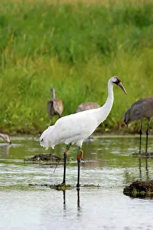 Whooping: Whooping & Sandhill Cranes