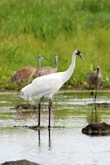 Whooping: Whooping & Sandhill Cranes