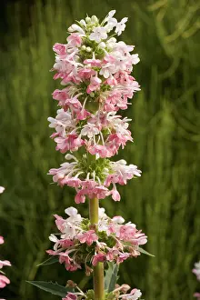 Longifolia: Whorl flower - from the Himalayas, grown in gardens