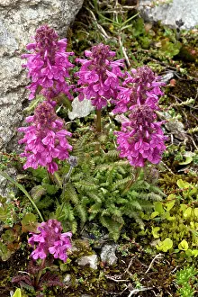 Lousewort: Whorled Lousewort