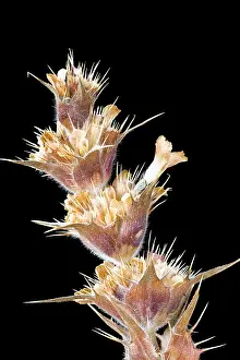 Persica: Whorlflower