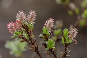 Salix: Whortle-leaved Willow, Salix myrsinites, male catkins