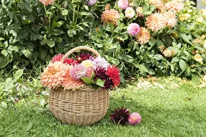 Wicker: Wicker basket filled with cut dahlia flowers, in