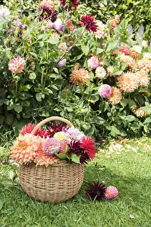 Wicker: Wicker basket filled with cut dahlia flowers, in