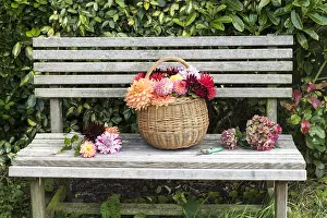 Wicker: Wicker basket filled with cut dahlia flowers, on