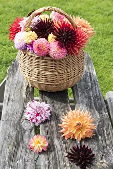 Filled: Wicker basket filled with cut dahlia flowers, on