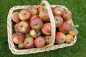 Picked: Wicker basket full of freshly picked ripe organic
