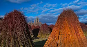 Salix: Wicker, Ruta del Mimbre, Cuenca, Castilla - La Mancha