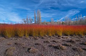 Salix: Wicker, Ruta del Mimbre, Cuenca, Castilla - La Mancha