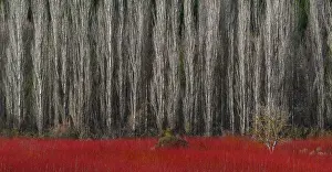 Populus: Wicker, Ruta del Mimbre, Cuenca, Castilla - La Mancha