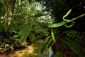 Fulgidus: Wide angle of Green Vine Snake or Flatbread Snake