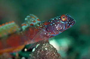 Wide: Wide-barred Goby