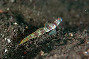 Band: Wide-barred Goby