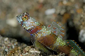 Amblyeleotris: Wide-barred Goby with fin extended on black sand
