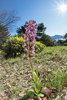 Wildorchid: Wideangle macro shot of the giant orchid (Himantoglossum rob