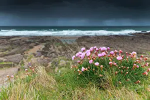 Thunder: Widemouth Bay - Thrift in Flower