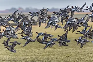 Penelope: Widgeon - flock in flight, Island of Texel, The Netherlands