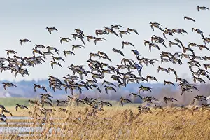 121118: Widgeon - flock in flight, Island of Texel, The Netherlands