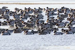 Penelope: Widgeon - flock on lake in winter, Island of Texel
