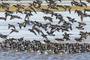 Penelope: Widgeon - flock landing on lake in winter, Island