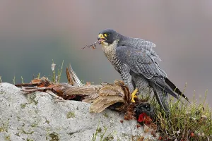 Kill: Widlife scene from nature, animal behaviour