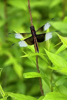 Skimmers: Widow Skimmer