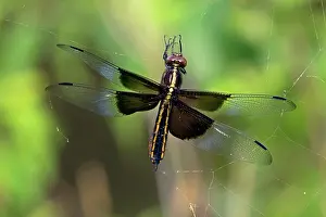 Skimmers: Widow Skimmer