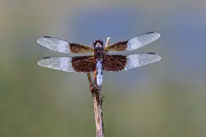 Dragonfly: Widow skimmer dragonfly