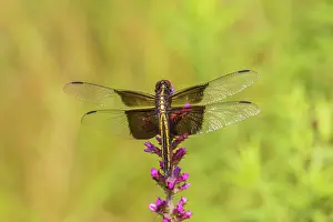 Daybreak Imagery: Widow skimmer, female on prairie blazing star, Rock Cave