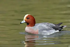 Penelope: Wigeon