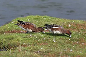 Penelope: Wigeon